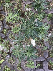 Hypochaeris radicata