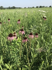 Echinacea simulata