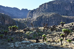 Dendrosenecio