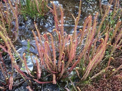 Drosera filiformis