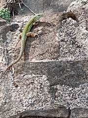 Podarcis pityusensis