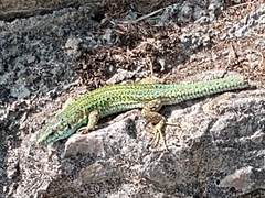 Podarcis pityusensis