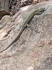 Podarcis pityusensis