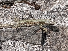 Podarcis pityusensis