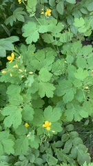 Chelidonium majus