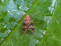 Psectrotanypus varius