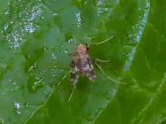 Psectrotanypus varius