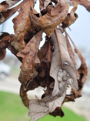 Neuroterus floccosus