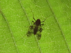 Psectrotanypus varius