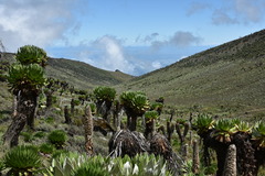 Dendrosenecio