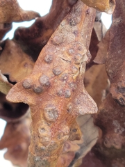 Neuroterus floccosus