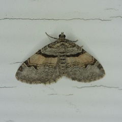 Xanthorhoe labradorensis