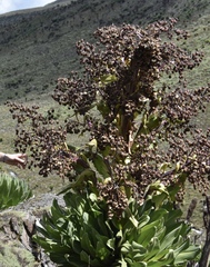Dendrosenecio