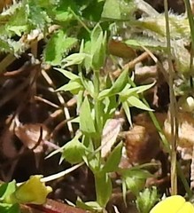 Lysimachia linum-stellatum