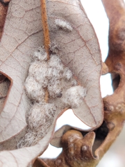 Neuroterus floccosus