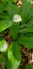 Clintonia umbellulata