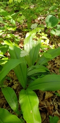 Clintonia umbellulata