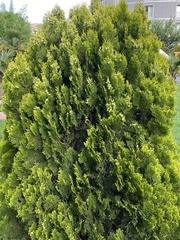 Platycladus orientalis