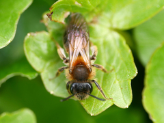Andrena helvola