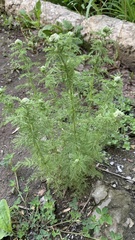 Achillea nobilis