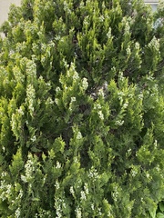 Platycladus orientalis