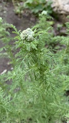 Achillea nobilis