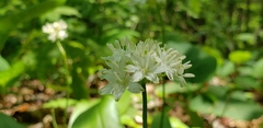 Clintonia umbellulata