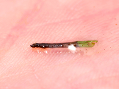 Triaenodes bicolor