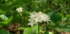 Clintonia umbellulata