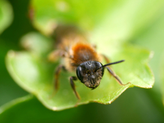 Andrena helvola