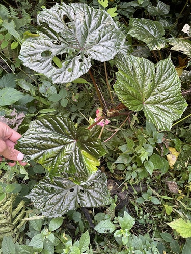 Begonia oxyloba image