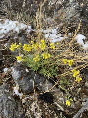 Draba incerta