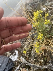 Draba incerta