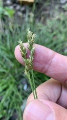 Carex spicata