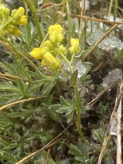 Draba incerta