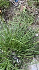 Carex spicata