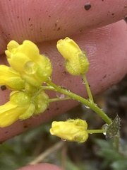 Draba incerta