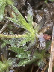 Draba incerta