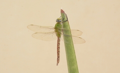 Anax concolor