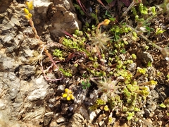 Petrosedum amplexicaule