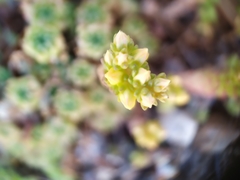 Petrosedum amplexicaule