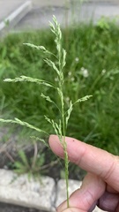 Poa pratensis