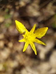 Petrosedum amplexicaule