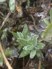 Draba incerta