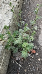 Potentilla argentea