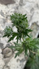 Potentilla argentea