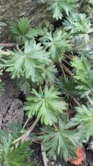 Potentilla argentea