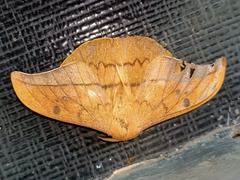 Cricula trifenestrata