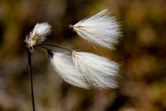 Eriophorum gracile