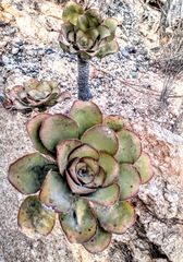 Aeonium urbicum subsp. meridionale image